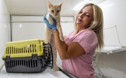 İzmir Büyükşehir Belediyesi kısırlaştırma çalışmalarına hız verdi